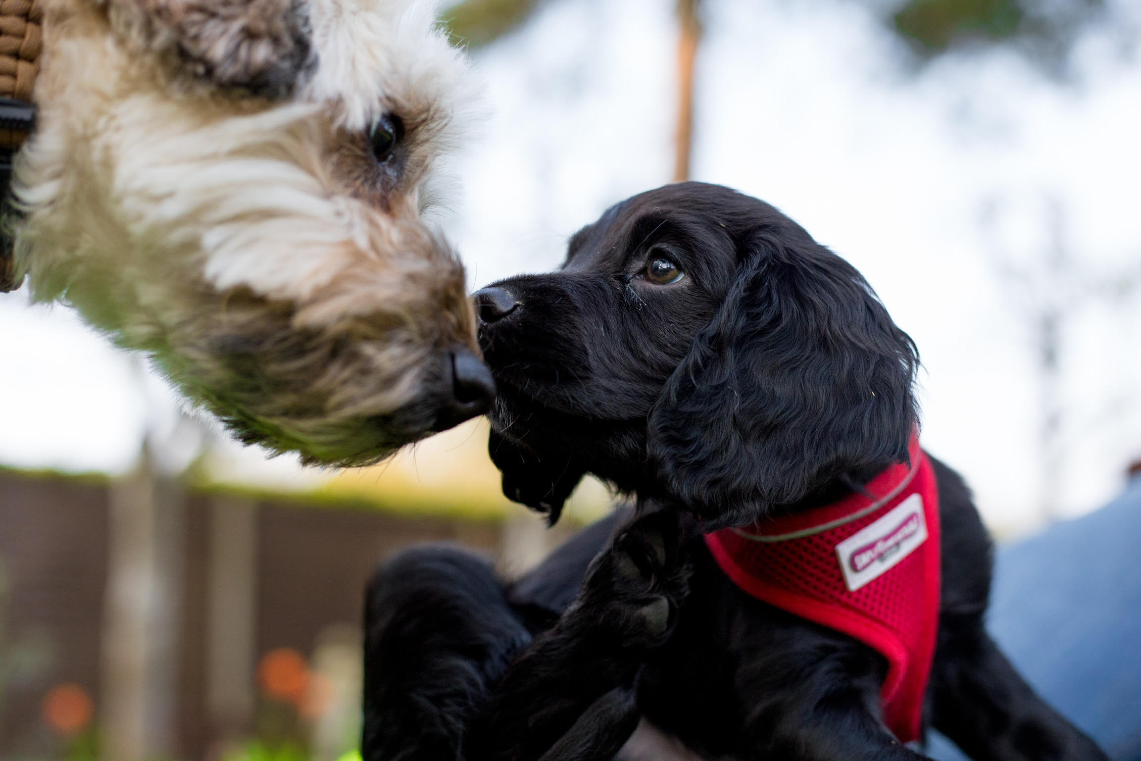 Just dogs best sale grooming parlour